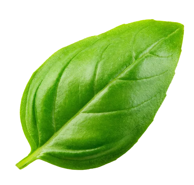 Decoration Bottom Right